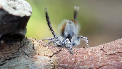 Dişisini Etkilemek İçin Çiftleşme Dansı Yapan Örümcek Yok Bö