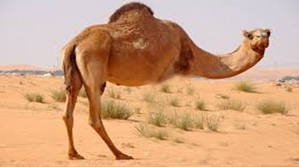 OMG!! Camel born with 02 Legs only