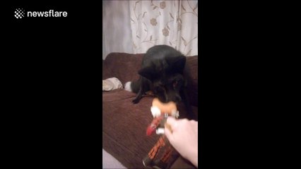 Pet fox plays with a toy fox