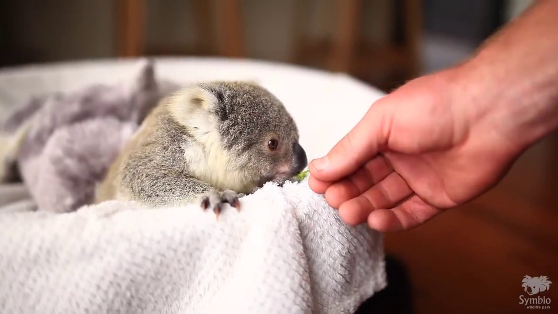 Ce Bebe Koala Va Vous Faire Craquer Video Dailymotion