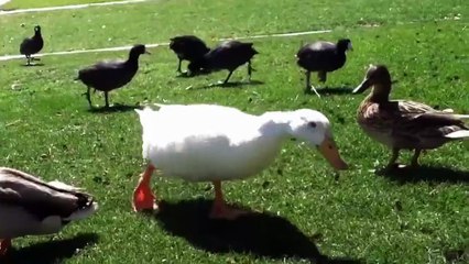 Ce canard sent qu'il va etre mangé! Fuyons!!!!!
