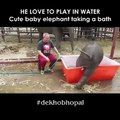 Cute elephant baby taking bath in water
