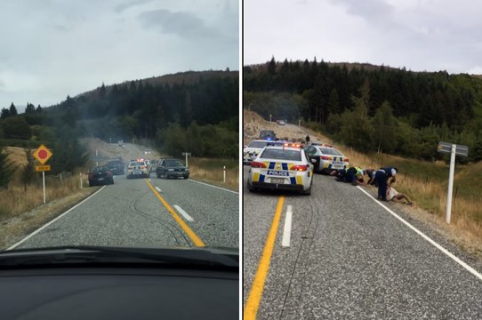 Une course poursuite interrompu par un troupeau de moutons