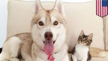 子猫を育てるハスキー犬の母親