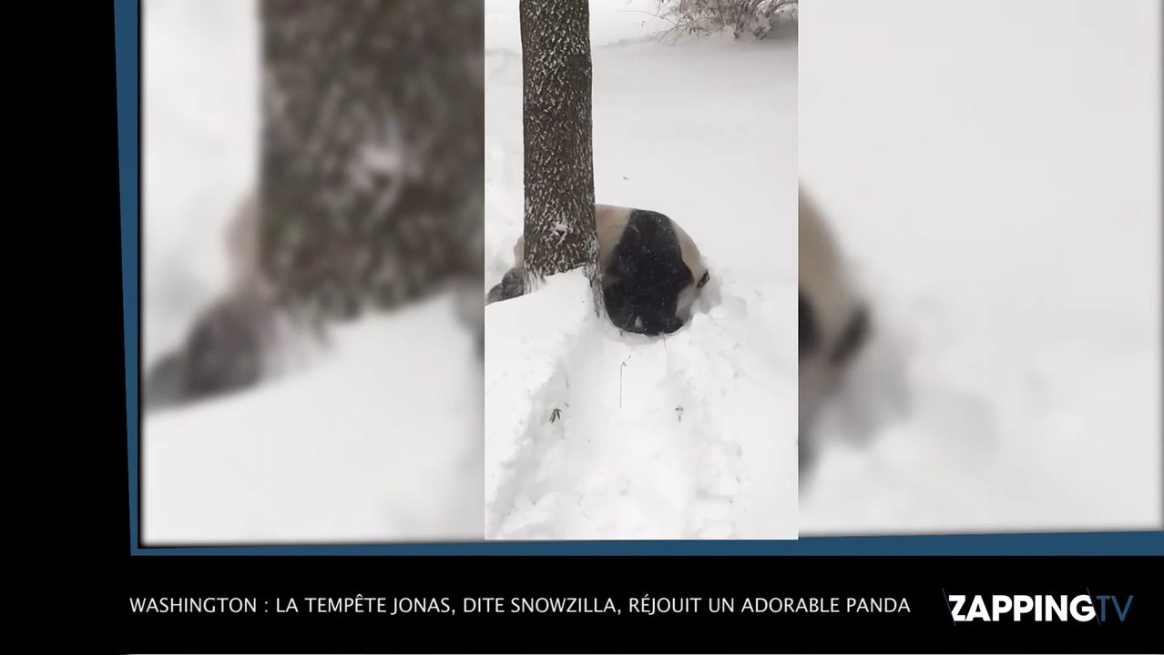 Washington : la tempête Jonas, dite Snowzilla, réjouit un adorable panda, la vidéo buzz !