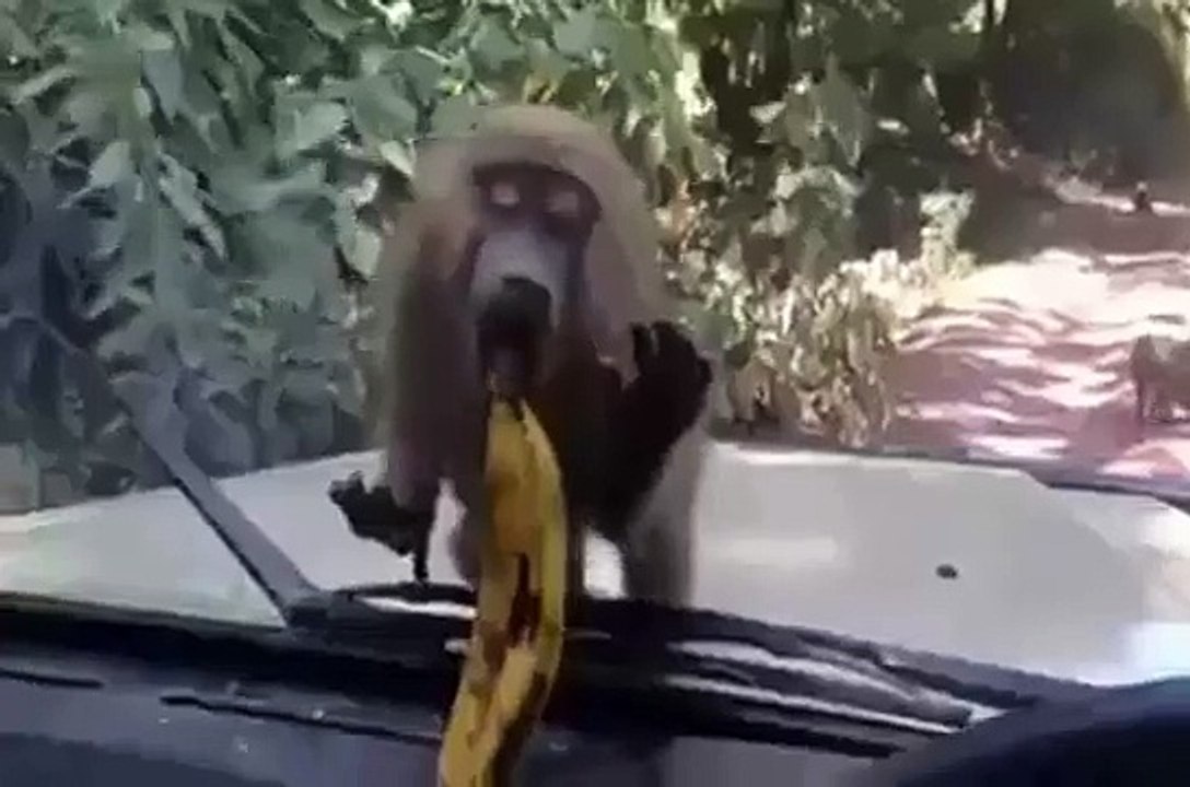 Crazy Money with Banana funny