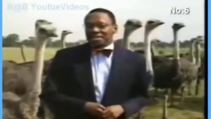 أفضل 10 فيديوهات كوميدية لـ الحيوانات على اليوتيوب - هتموتك ضحك