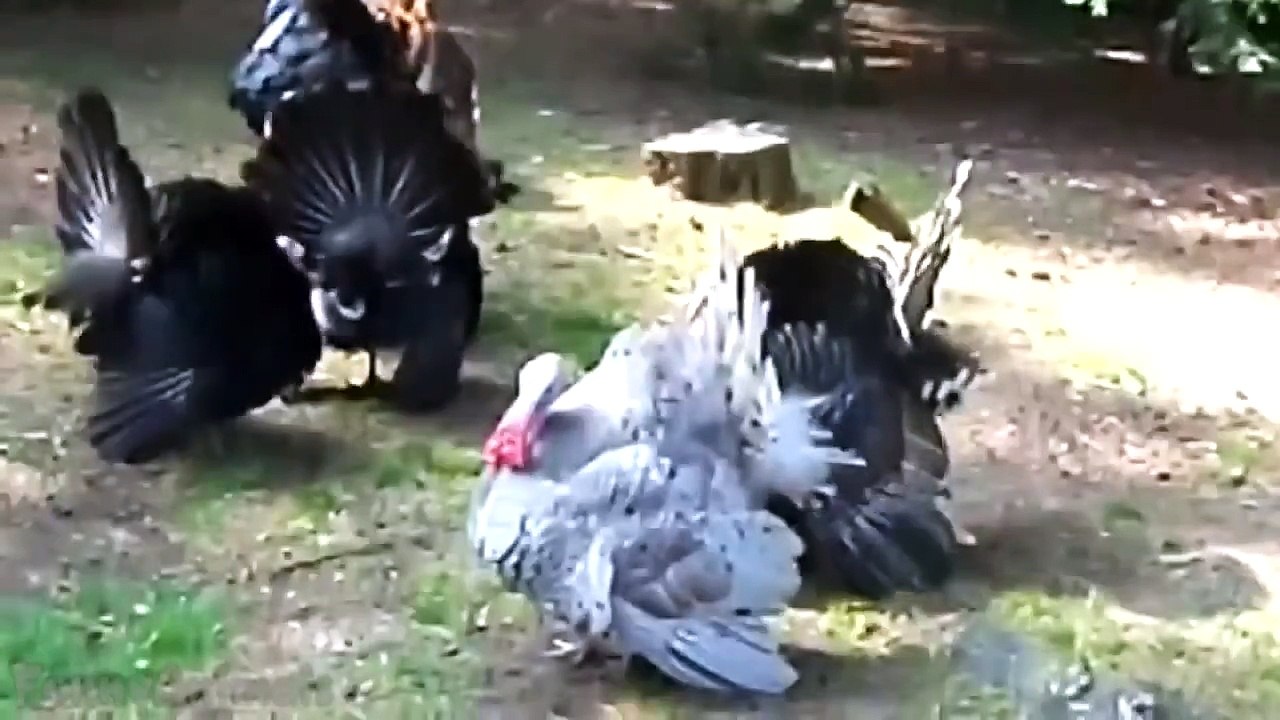 Funny Turkeys Gobbling Compilation