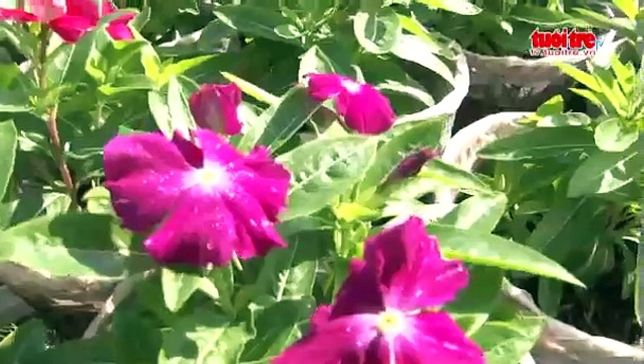 Khách đến thăm quan làng hoa Sa Đéc tăng đột biến