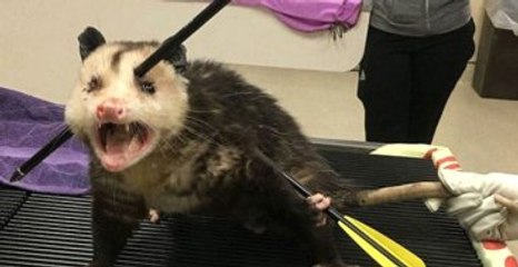 Tatar Oklarıyla Vurulan Keseli Sıçan Hayatta Kalmayı Başardı