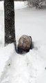 Tian-Tian le panda géant se roule dans la neige fraîche