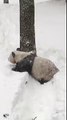 Tian Tian in the Snow Jan. 23, 2016