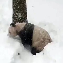 El panda Tian Tian se divierte con la nevada en Washington