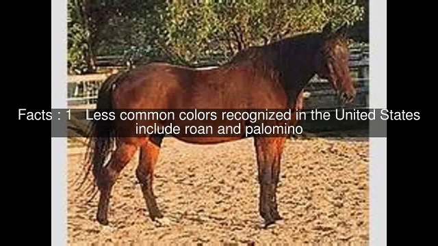 Breed characteristics of Thoroughbred Top 7 Facts