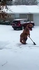 Un T.Rex essaie de déneiger devant chez lui