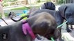 13 Great Dane Puppies Tug-Of-War (COMPLETE CHAOS!) - Puppy Love