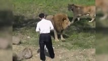 Il Saut Dans la Cage du Lion à Taipei ZOO au Taiwan et se fait attaquer