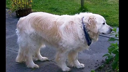 Dünyanın Bilinen En İyi 10 Köpek Cinsi