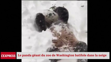 Un panda s'amuse dans la neige après le passage de « Snowzilla »