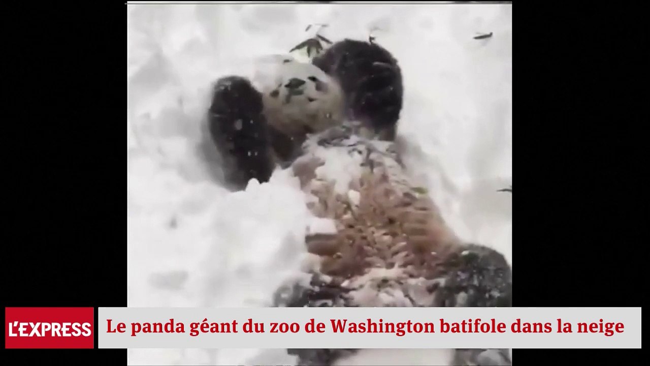 Un panda s'amuse dans la neige après le passage de « Snowzilla »