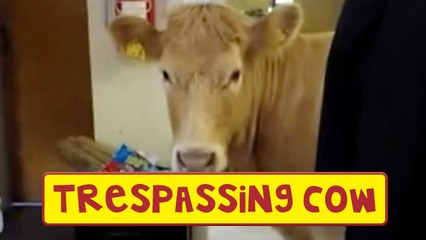 Shocked Workers Find Cow In Hardware Store