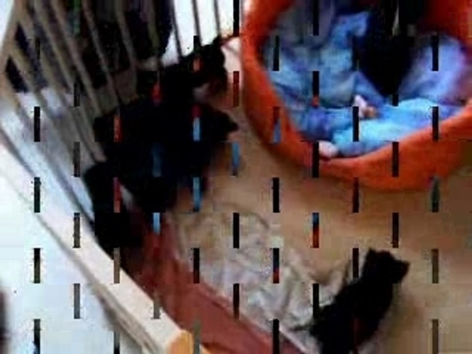 Les 7 nains yorkshire