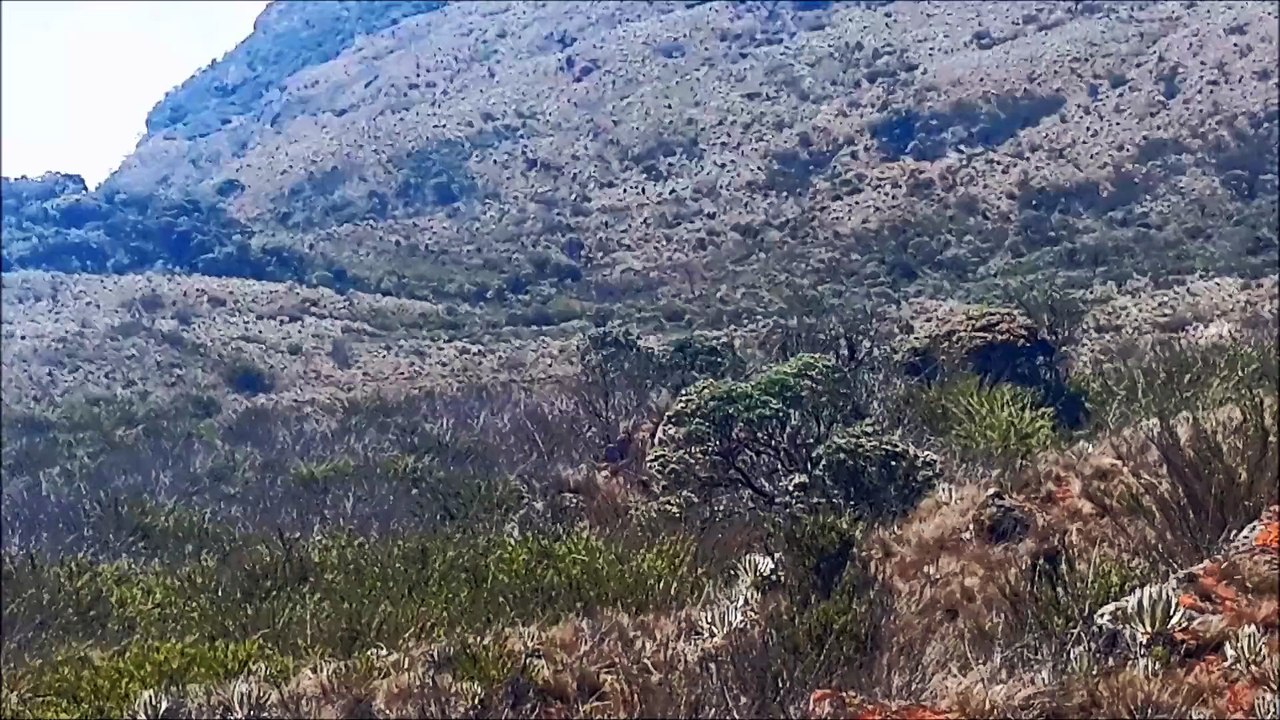 Biche cachée Chingaza