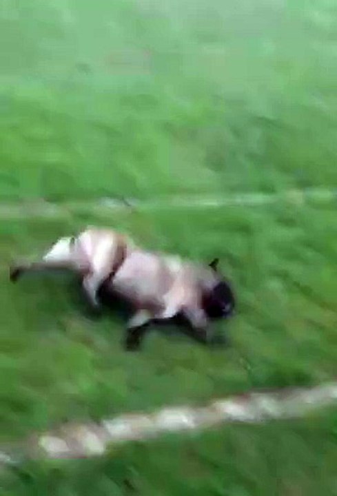 Funny Sliding Dog