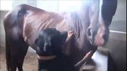 Who said Rottweiler Is Aggressive With Animals Show Him This Video