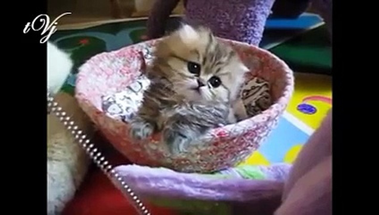 The most beautiful kitten seen ever