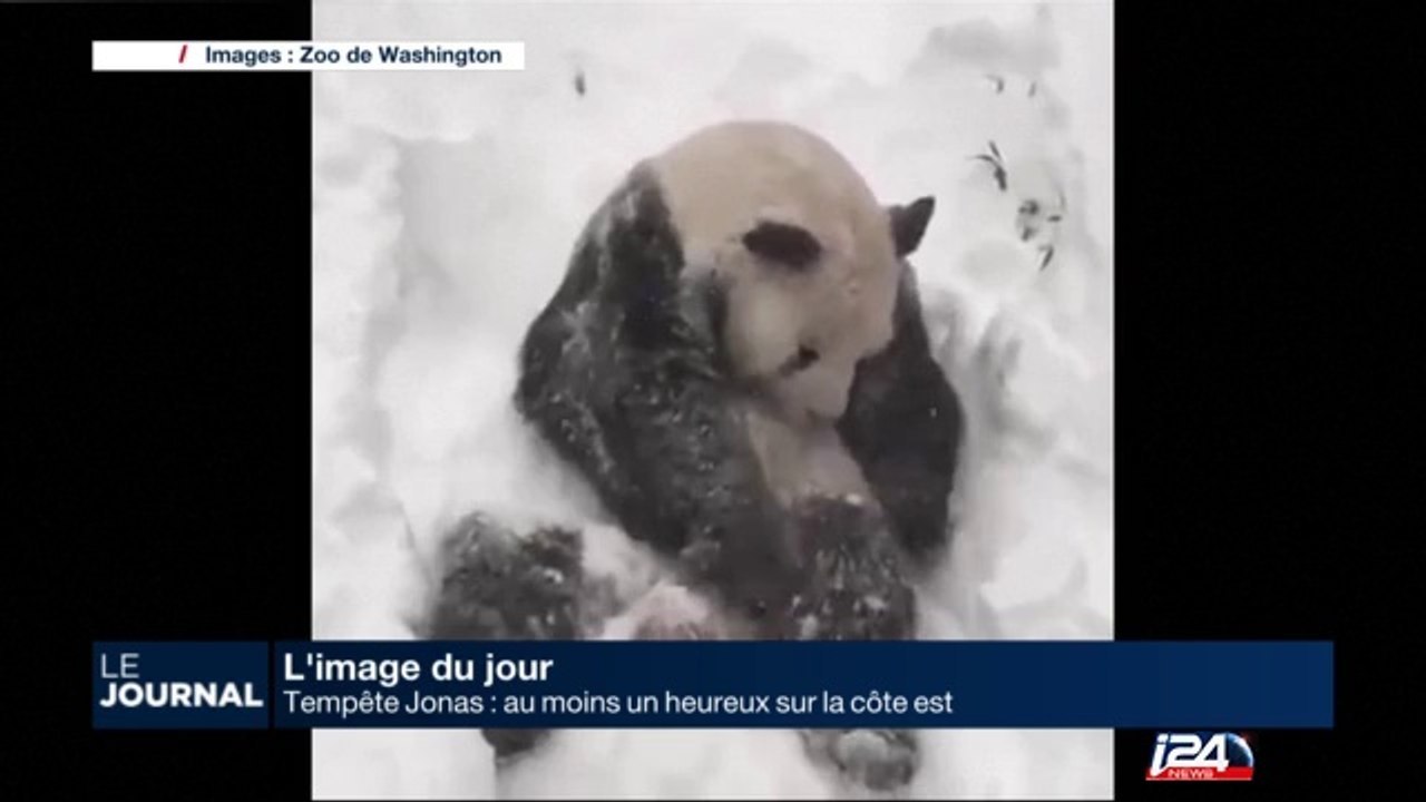 L'image du jour : un panda et la neige