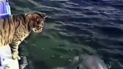Chat Vs Dauphin @Les créations d'Oli