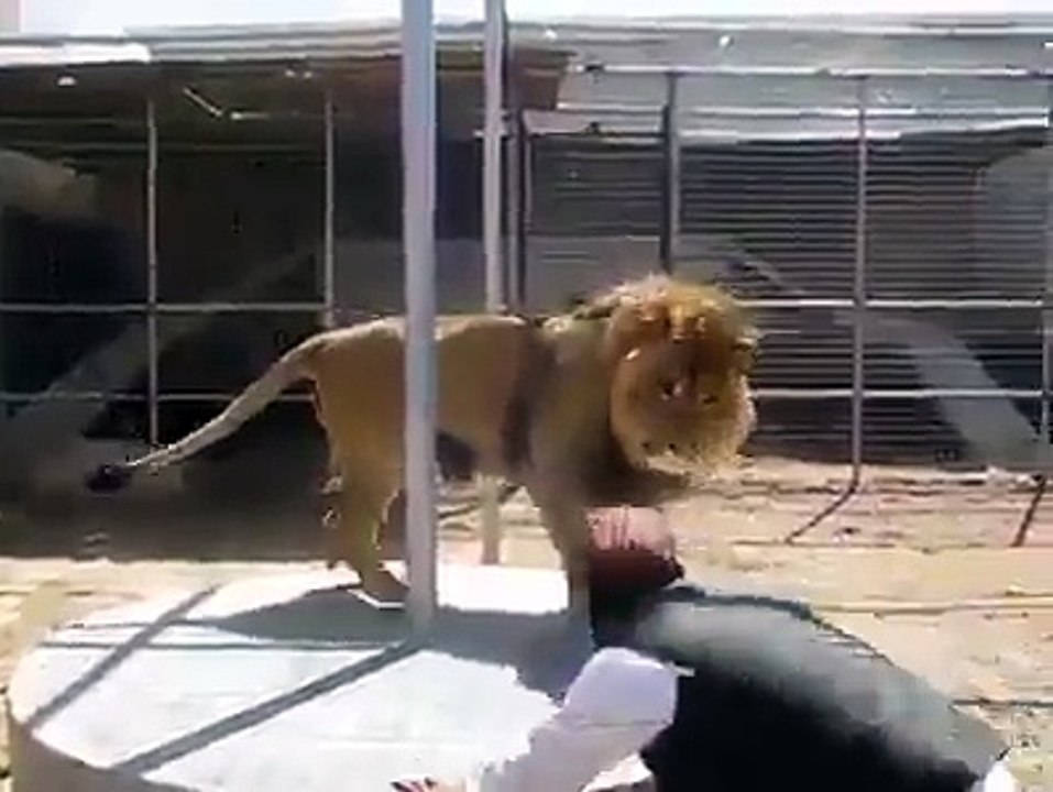 Lion Vs Man