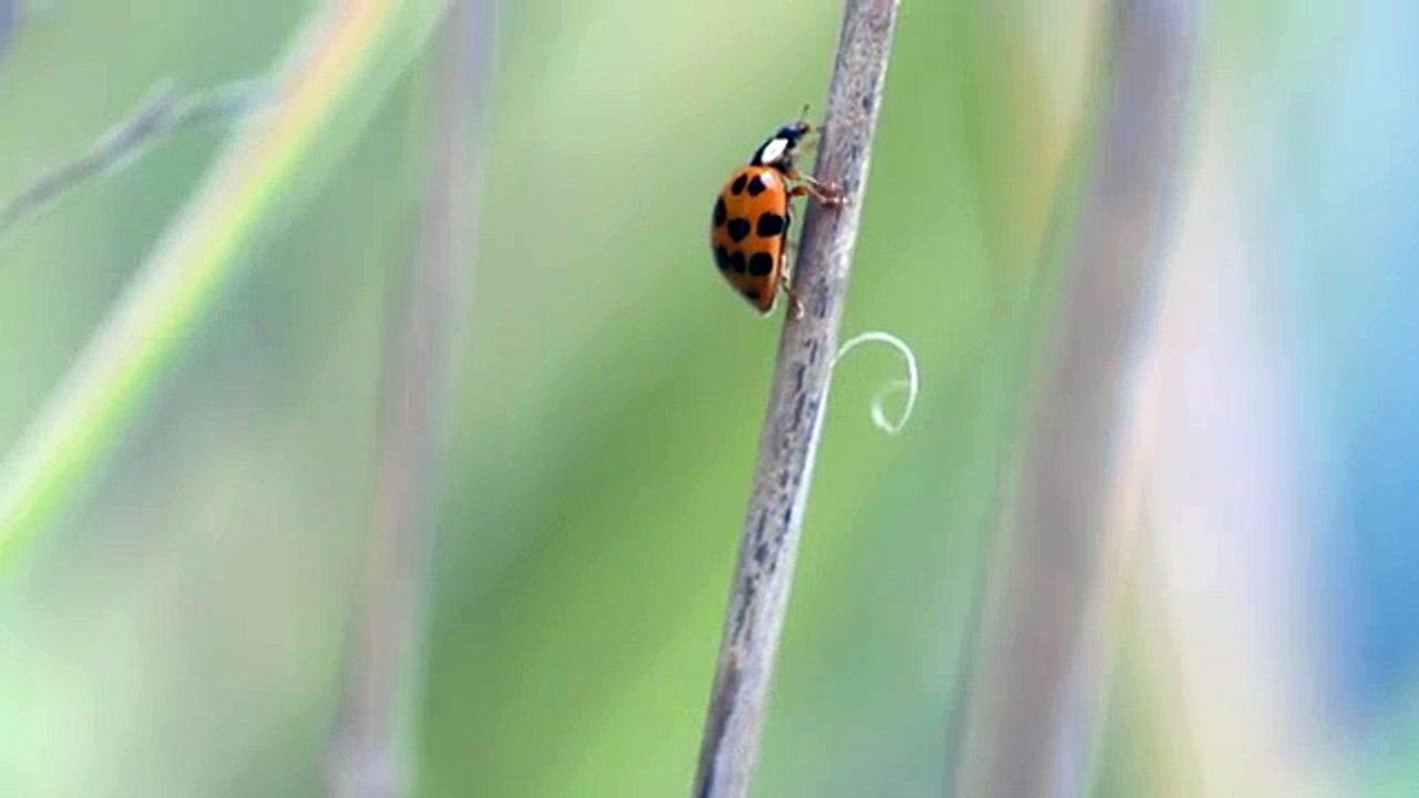 ladybug climbing up successfully because nature is so cute