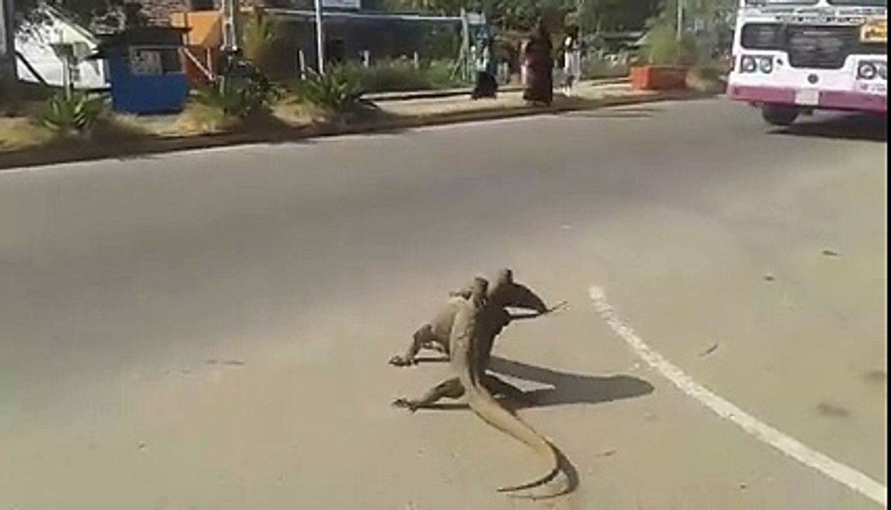 Combat de gros lézards dans la rue - Meilleurs que des catcheurs