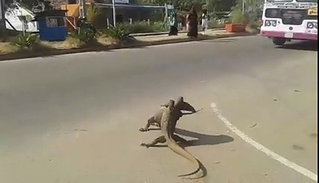 Combat de gros lézards dans la rue - Meilleurs que des catcheurs