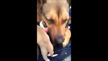 ÉMOUVANT - Cette chienne pleure après avoir été sauvée avec ses chiots...