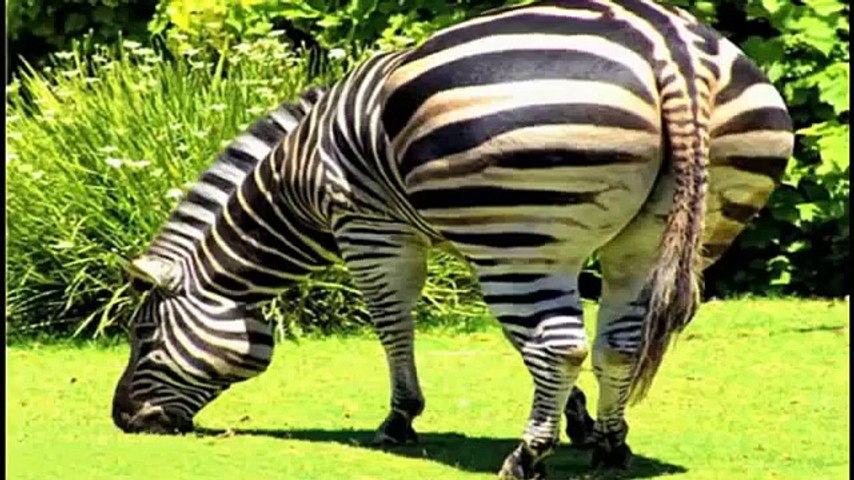 Funny mating - Animals mating, Animals compilation 2016 - TDS
