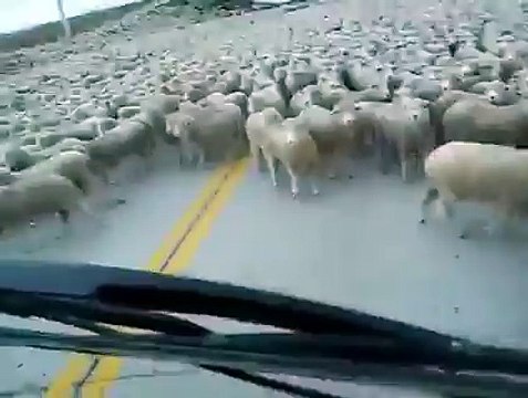 Koyun ordusu! Yer gök dağ taş her yer koyun :D