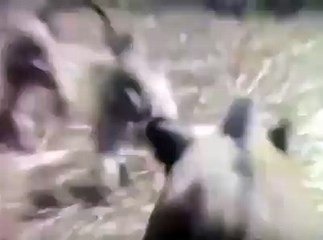 Vahşi Yaşamın Motosikleti :)