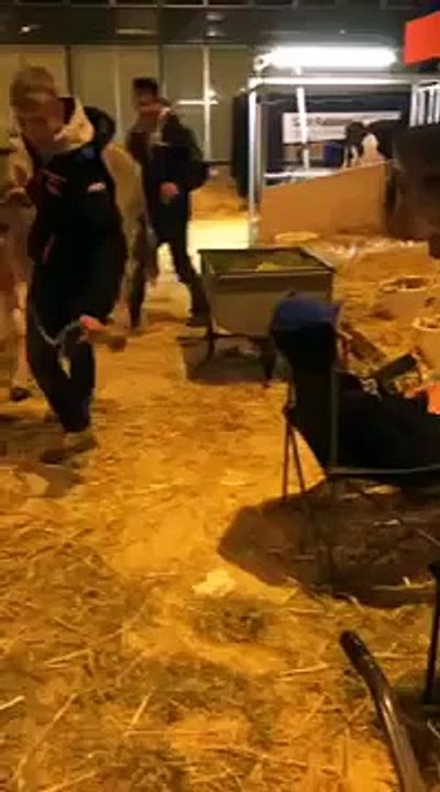 Cette vache a fait ses besoins sur la tête de cet homme totalement bourré