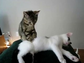 Un chaton fait un massage ! lol
