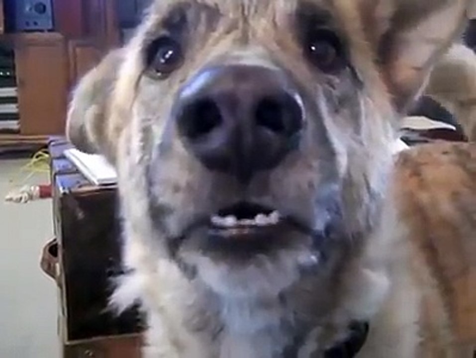 Talking Animal, Funny Dog Talking | Amazing Animal Talk