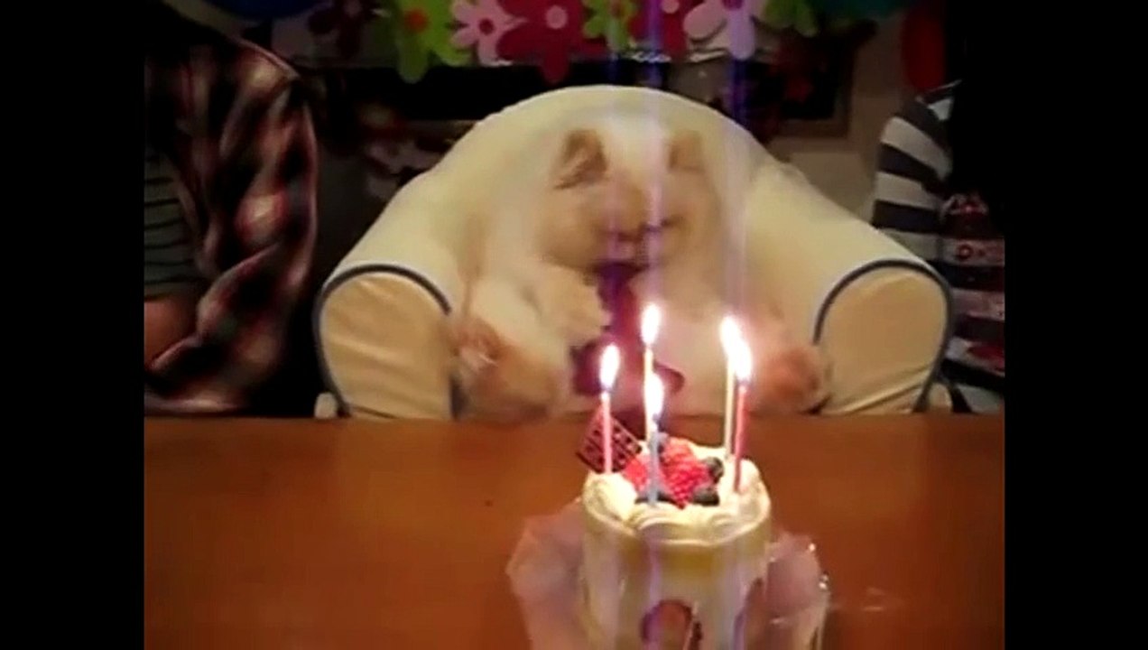 Funny, Cute Cats and Kittens Compilation!