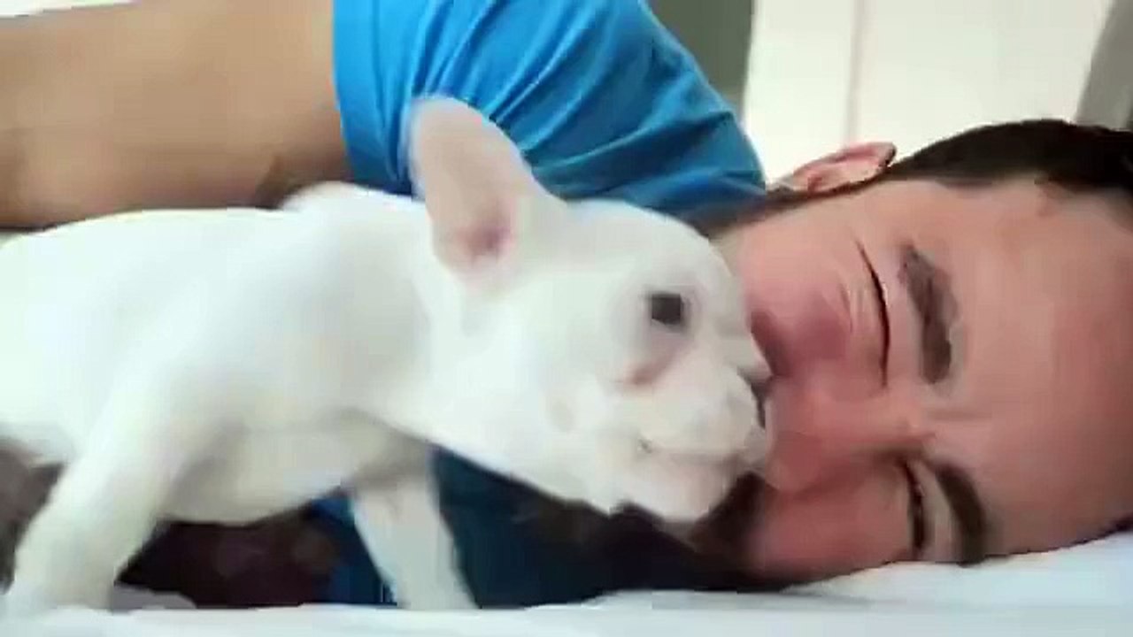 Sahibini Uyandırmaya çalışan Köpek