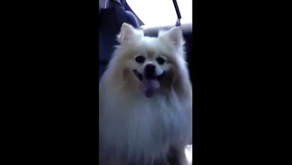Panting dog gives funny tongue-wave