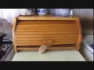 Funny Cat Leave Me Alone