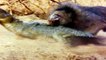 Animal Video National Geographic : BABOON BITES CROCODILE TOP ATTACKS *Lion, Hyena, Croc &