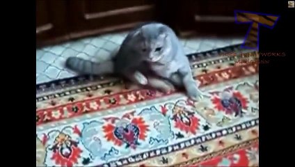 Gatti strani dopo la visita dal veterinario.. Ahahahah