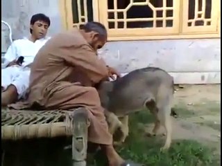 Pashto Funny Video Dog Prank--Funny Pathan in Action